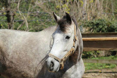 Project Sage Horse Rescue
