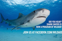 Save The Sharks!