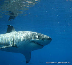 Sanctuary For Sharks