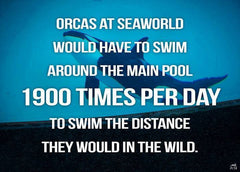 Save The Orcas: Anti-Captivity Patinum