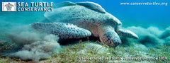 Save The Sea Turtles Pack