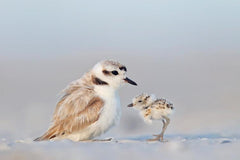 Audubon