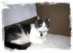Serenity Place Cat Rescue