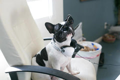 French Bulldog Rescue